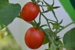 6er-Pack Tomate rund Clarita BIO-Tomatensämlinge