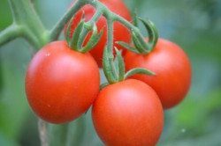 BIO-Pflanze Tomate rund Harzfeuer
