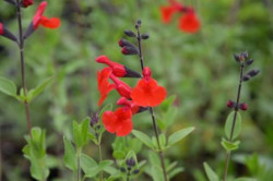 BIO-Pflanze Johannisbeer Salbei rot 'Royal Bumble'