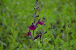 BIO-Pflanze Schwarzer Johannisbeer Salbei 'Lilac Wonder'