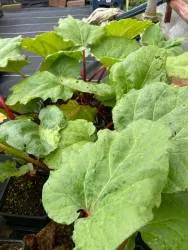 BIO-Gemüse-Pflanze Rhabarber Erdbeer- Stawberry Surprise Rotstilig