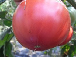 BIO-Pflanze Fleisch-Tomate Schlesische Himbeer Alte Tomatensorte