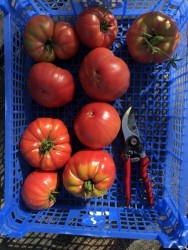 BIO-Pflanze Fleisch-Tomate Ispolin Alte Tomatensorte