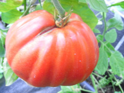 BIO-Pflanze Fleisch-Tomate Kasachstan Haefeler Alte Tomatensorte