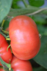 BIO-Pflanze Fleisch-Tomate Brandywine Pink Alte Tomatensorte