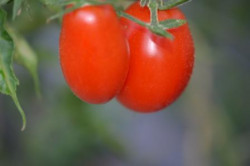 BIO-Pflanze Eier-Tomate Sweet Plum Alte Tomatensorte