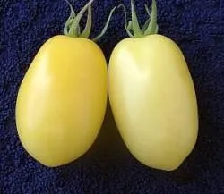 BIO-Pflanze Eier-Tomate Old Ivory Egg Alte Tomatensorte