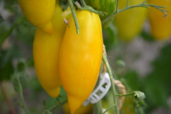BIO-Pflanze Flaschen-Tomate Banana Legs Alte Tomatensorte