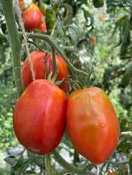 BIO-Pflanze Flaschen-Tomate 'Bärlas' Alte Tomatensorte