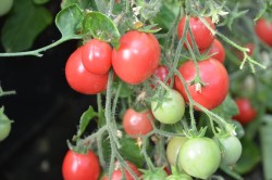 BIO-Pflanze Ampel-Tomate Himbeerampel Alte Tomatensorte