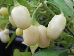 BIO-Pflanze Chili sehr scharf 'Habanero Weiß'