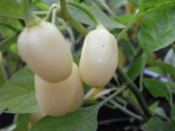 C BIO-Pflanze Chili sehr scharf Habanero Weiß