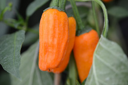 BIO-Samen C Chili scharf Jalapeno Orange