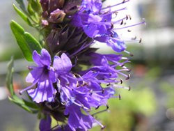 BIO-Kräuterpflanze Ysop blau
