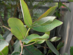 BIO-Kräuterpflanze Blauer Eukalyptus