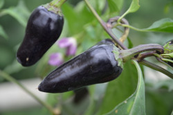 BIO-Samen C Paprika süß Marconi Purple