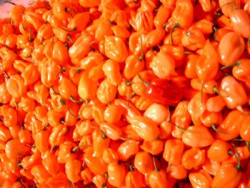 BIO-Samen Chili sehr scharf Habanero Orange