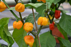 BIO-Samen Chili sehr scharf Trinidad Scorpion orange