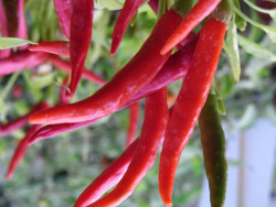 C BIO-Pflanze Chili leicht scharf Extra Cipös