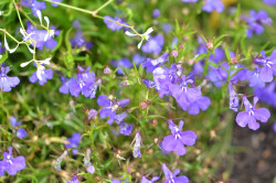 BIO-Blumen Männertreu blau