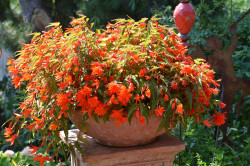 H5 BIO-Blumen Begonien hängend Summerwings Orange