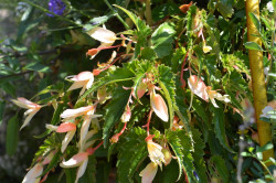 BIO-Blumen Begonien hängend Summerwings Vanilla