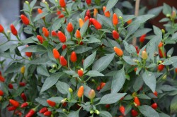 BIO-Pflanze Chili scharf 'Rotes Teufele'