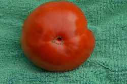 BIO-Samen Tomate Fleisch- Ochsenstirn
