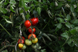 BIO-Samen Tomate Fleisch- Allgäuer Schönheit braunfäuletolerat