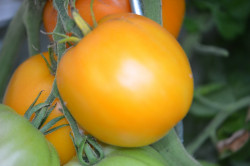 BIO-Samen Tomate Fleisch- Orange à gros fruit