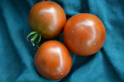 BIO-Samen Tomate Fleisch- Schwarze Russische