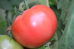 BIO-Samen Tomate Fleisch- Brandywine Sudduth