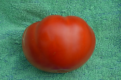 BIO-Samen Tomate Fleisch- Wiener Stummerer