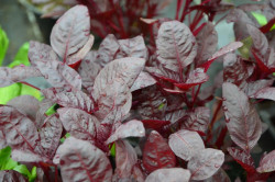 H1 Amaranth BIO-Kräuterpflanze