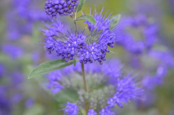 BIO-Pflanze Bienenfreund 'Heavenly Blue'