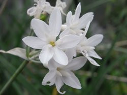 H4 Südseeknoblauch (Zimmerknoblauch) weißblühend BIO-Kräuter-Pflanze