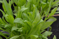 H1 Olivenblatt-Rauke, Olivenblatt-Rucola BIO-Topfkräuterpflanze