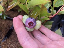BIO-Beerenpflanze Heidelbeere Brigitta Blue