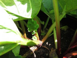 FL1 Rhabarber Rotstilig BIO-Gemüse-Pflanze