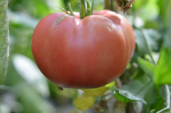 BIO-Samen Tomate Fleisch- Belgischer Riese