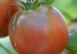 BIO-Samen Tomate Fleisch- Tschornij Tschelovek Morya