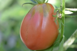 BIO-Samen Tomate Fleisch- Santa Ana