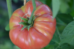 BIO-Samen Tomate Fleisch- Violaceum Krypni Rozo
