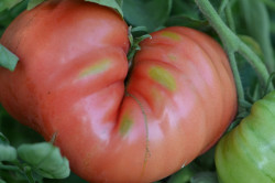 BIO-Samen Tomate Fleisch- Caspian Pink