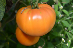 BIO-Samen Tomate Fleisch- Amana Orange