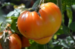 BIO-Samen Tomate Fleisch- 'Tuxhorn's Red&Yellow' Ananastomate