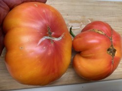 BIO-Samen Tomate Fleisch- 'Tuxhorn's Red&Yellow' Ananastomate