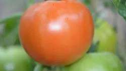 BIO-Samen Tomate Fleisch- Manitoba