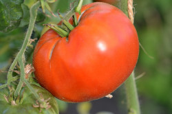 BIO-Samen Tomate Fleisch- Dikaja Rosa