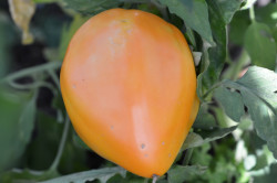 BIO-Samen Tomate Fleisch- Verna Orange